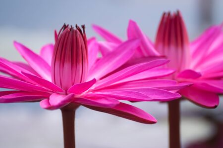 pink lotus flower in pond , tropical natural water lilly blossom in lake or garden in spring seasonの写真素材
