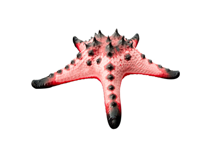 Colorful alive Starfish / Seastar isolated on white background.の写真素材