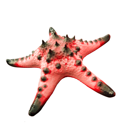 Colorful alive Starfish / Seastar isolated on white background.の写真素材