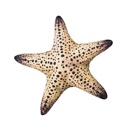 Colorful alive Starfish / Seastar isolated on white background.の写真素材