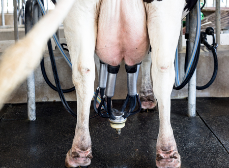 Modern Dairy Works, Dairy Cow in milking process by mechanized milking equipment in the milking farm.の写真素材