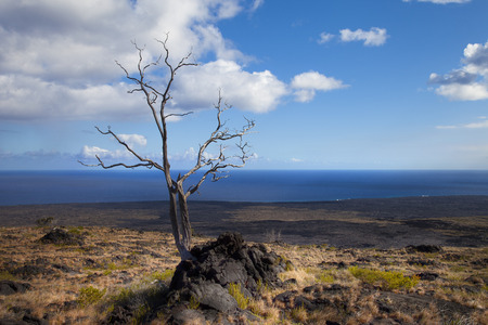 Lava treeの写真素材