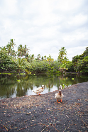 Natural landscape of Hawaii's Big Islandの写真素材