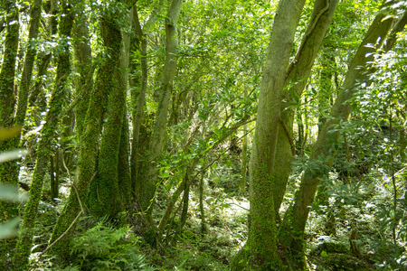 Jeju Island, South Korea beautiful wooded landscapeの写真素材