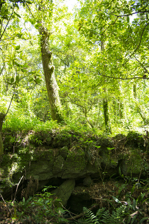 Jeju Island, South Korea beautiful wooded landscapeの写真素材