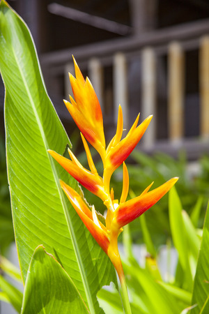 Bali Flowerの写真素材