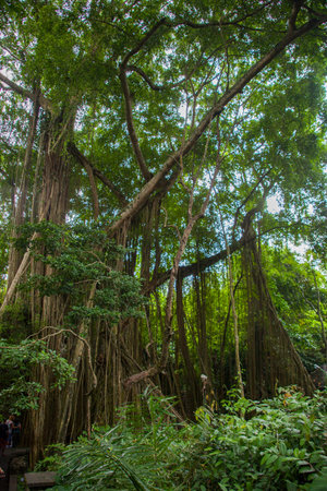 Bali, Indonesia, in the woods