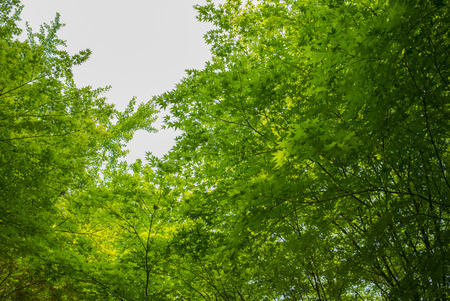 Korea Yangjaedong wooded landscapeの写真素材