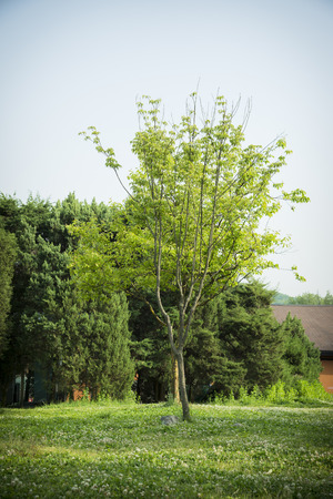 Republic of Korea, Seongnam, green parkの写真素材