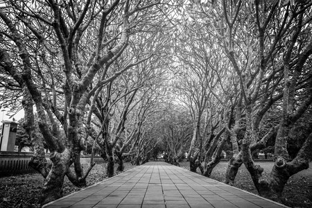 Tree Tunnel of road at nan thailand (black and white)の写真素材