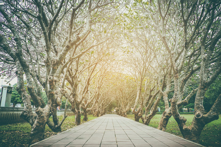 Tree Tunnel of road at nan thailand vintage toneの写真素材