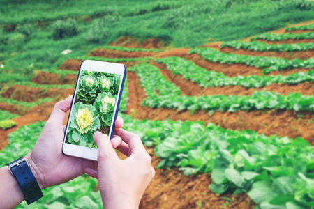 Agronomist man using Smartphone in Agriculture farm (Internet of things arigiculture concept)の写真素材