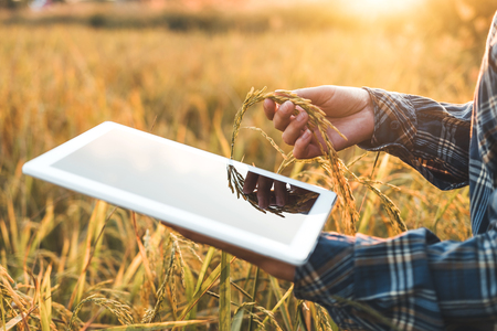 Smart farming Agricultural technology and organic agriculture Woman using the research tablet and studying the development of rice varieties in rice fieldの写真素材