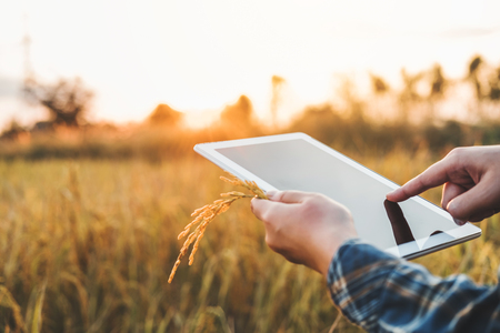 Smart farming Agricultural technology and organic agriculture Woman using the research tablet and studying the development of rice varieties in rice fieldの写真素材