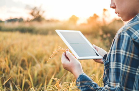 Smart farming Agricultural technology and organic agriculture Woman using the research tablet and studying the development of rice varieties in rice fieldの写真素材