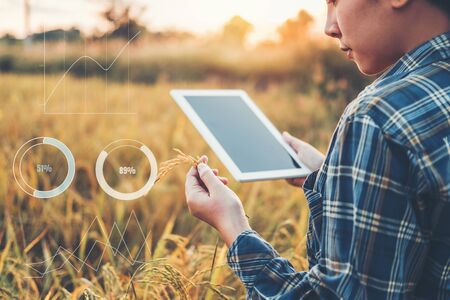 Smart farming Agricultural technology and organic agriculture Woman using the research tablet and studying the development of rice varieties in rice fieldの写真素材