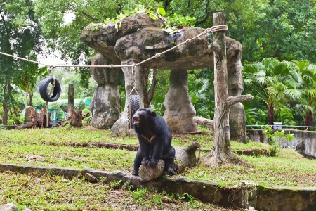 Asian black bear  also known as the moon bear or white-chested bear, Ursus thibetanus  in Zoo of Ho Chi Minh city, Vietnam  Saigon Zoo and Botanical Garden, established in 1865, is Vietnamの写真素材