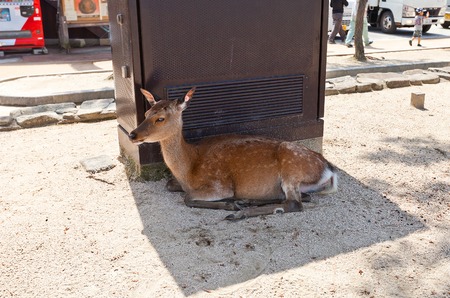 Sika Spotted Japanese deer Cervus nippon resting in the shadow on the Itsukushima Miyajima Island. In Shinto religion considered to be the messengers of the godsのeditorial素材
