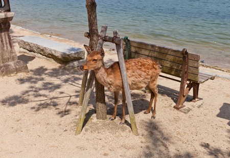 Sika deer Cervus nippon also known as the spotted deer or the Japanese deer on the Itsukushima Miyajima Island. In Shinto religion considered to be the messengers of the godsのeditorial素材