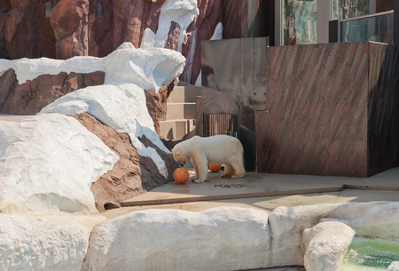 TOKYO, JAPAN - MAY 26, 2015: Polar bear (Ursus maritimus) plaing with a ball in Ueno Zoo of Tokyo, Japanのeditorial素材