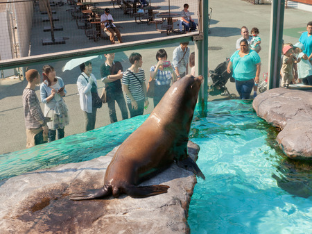 TOKYO, JAPAN - MAY 26, 2015: California sea lion (Zalophus californianus) in Ueno Zoo of Tokyo, Japanのeditorial素材