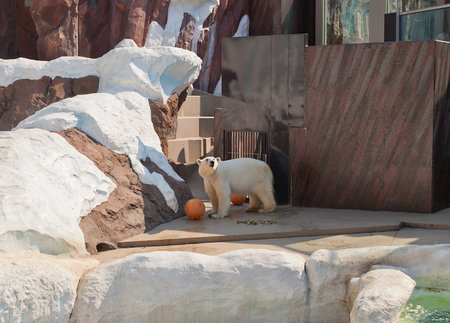 TOKYO, JAPAN - MAY 26, 2015: Polar bear (Ursus maritimus) plaing with a ball in Ueno Zoo of Tokyo, Japanのeditorial素材