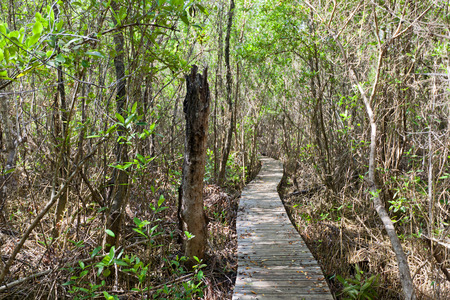 GRAND CAYMAN ISLAND - AUGUST 18, 2017: Footbridge in Boardwalk part of Mastic Trail. Mastic Trail is forest walking path in Mastic Reserve of Grand Cayman, Cayman Islands (British Overseas Territory)のeditorial素材