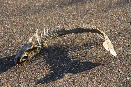 Dried fish remains on asphalt under the sun.