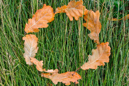 Frame of dry oak leaves on green grass.