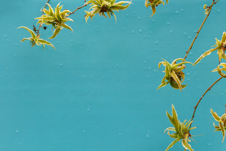 Blue background with water drops and chlorophytum.