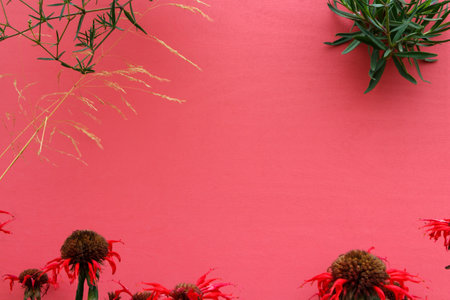 Pink background with flowers and grass.の写真素材