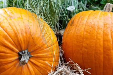 Two orange pumpkins and grass, close up.の写真素材