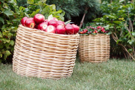 Red apples in a round wicker basket on the grass.の写真素材