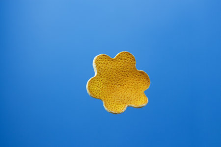 Decorative flower of citrus peel on a blue background.の写真素材