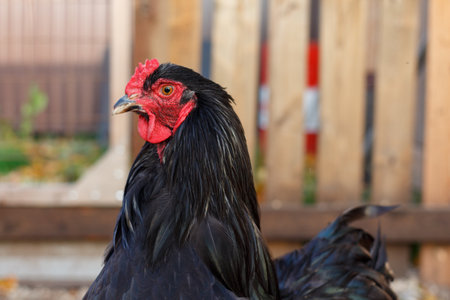 Black rooster of the Brama breed on the farm.の写真素材