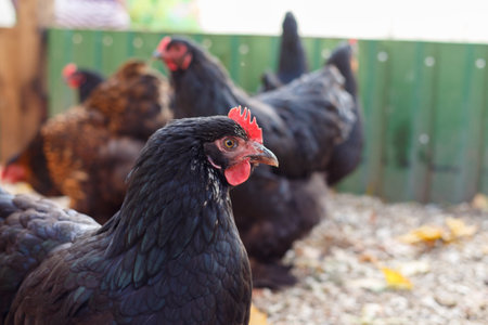 Black chickens walk in the yard.の写真素材