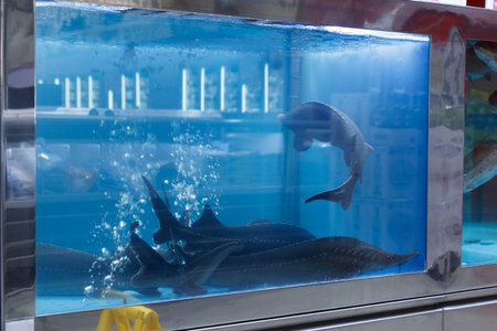 Fish in the aquarium of the store, sturgeon swims live in the water. soft focus.の写真素材