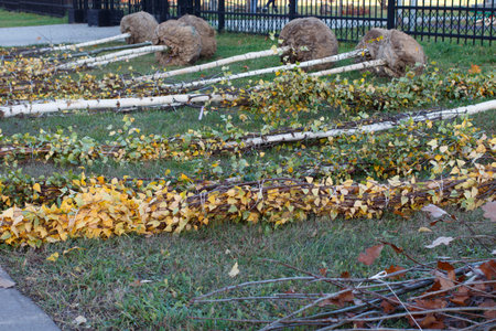 Young birch trees with their roots lying on the lawn. Greening of the public garden.