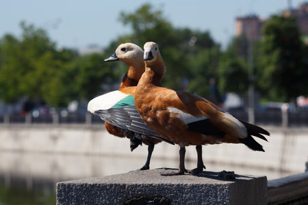 Pair of ruddy shelducks (Tadorna ferruginea) stands on a granite embankment in the city by the river.の写真素材