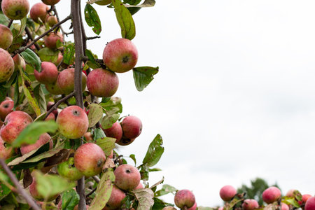 Branch with growing red apples. Copy space.
