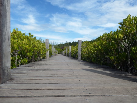 Shady natureの写真素材