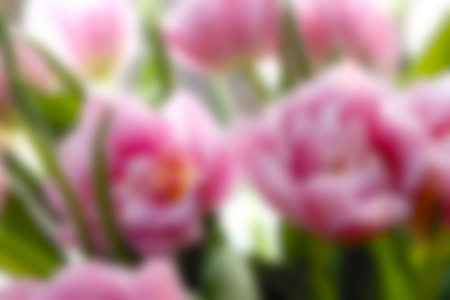 Blurred nature backgroundの写真素材