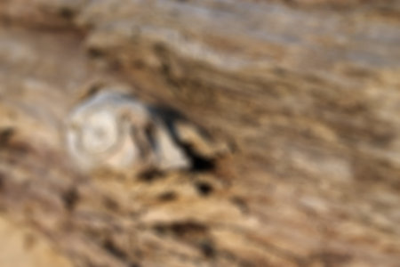 Blurred nature background
