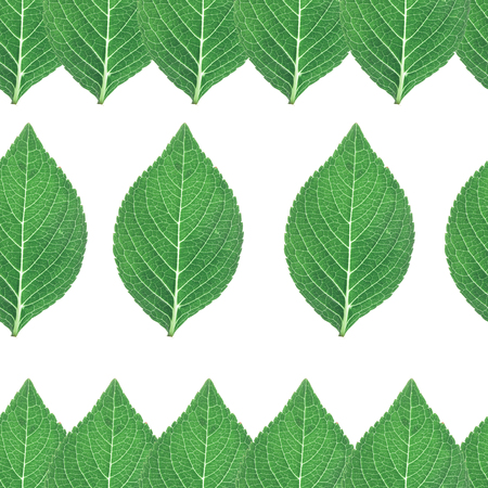 green leaves isolated seamless background, collection of greenの写真素材