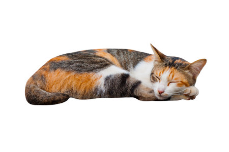 The sleeping cat with white background の写真素材