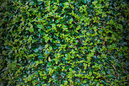 It is Green Leaves texture for pattern and background.