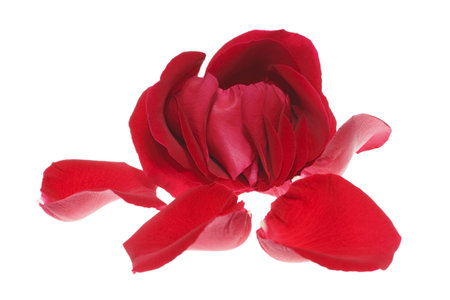 It is Red rose and petal isolated on white.の写真素材