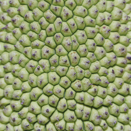 It is Jack fruit peel texture for pattern.