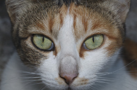 It is Thai cat looking for something.の写真素材