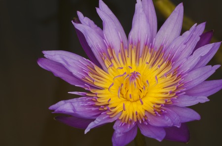 It is Purple Lotus with yellow pollen for pattern.の写真素材